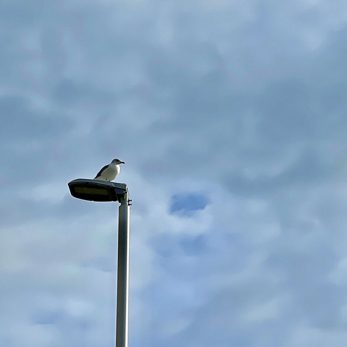 街灯で羽を休める海鳥